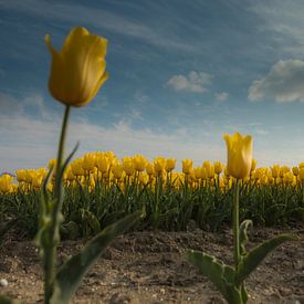 Yellow Tulips 2 van Arjan Benders