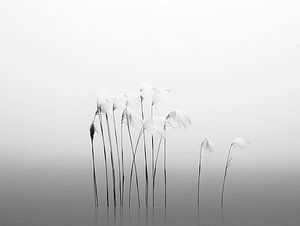 Die Stille des Schilfs