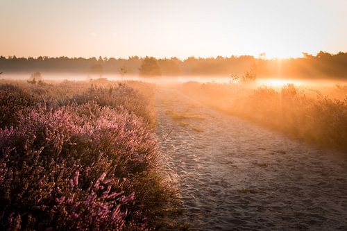 Purple heather in the morning