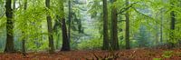Cape Forest panorama