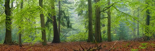 Cape Forest panorama by Jeroen Lagerwerf
