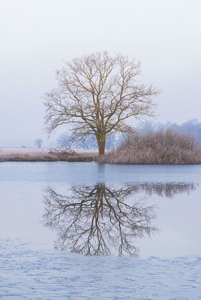 Nature reserve National Park Dwingelderveld (Drenthe) - Netherlands by Marcel Kerdijk