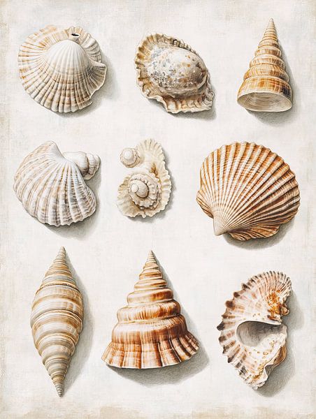 Coquilles par Franka Poulain