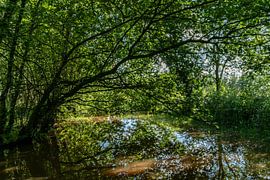 Spiegelung eines Baumes im Wasser im Naturschutzgebiet Pannehoef von Paul Veen