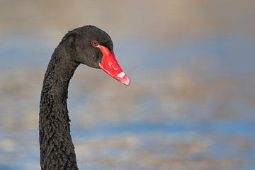 Adult Black Swan (Cygnus atratus) by AGAMI Photo Agency