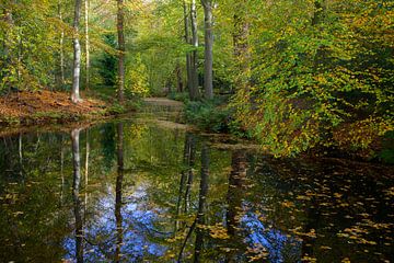 Herbst im Wald von Barbara Brolsma