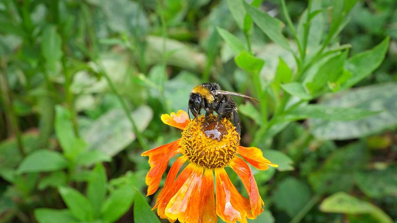 Bumblebee on a flower collecting nectar by Martin Köbsch