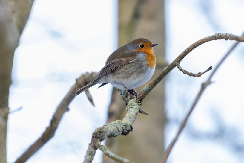 Beautiful robin by Goffe Jensma