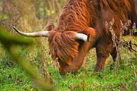 Highlander écossais