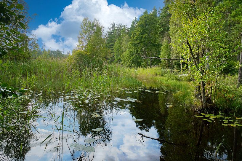 Lake in Sweden with white clouds, blue water and trees on the shore by Martin Köbsch