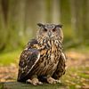 Aigle Chouette dans la forêt sur KB Design & Photography (Karen Brouwer)