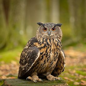 Eagle Owl in the forest by KB Design & Photography (Karen Brouwer)