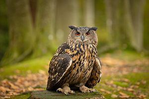 Aigle Chouette dans la forêt