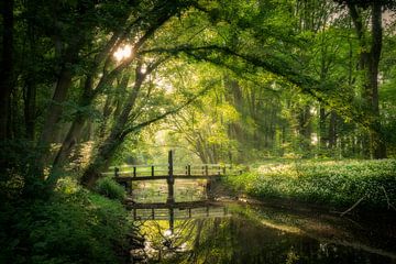 Het magische bos van Edwin Mooijaart