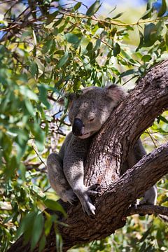Koala in een eucalyptusboom van Jan Schuler