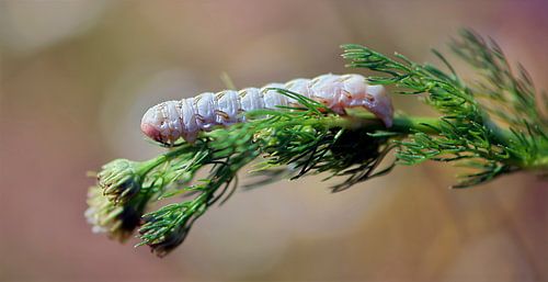 Kamile Schmetterling Raupe