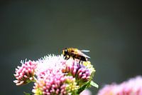 Bij op bloem verzameld honing