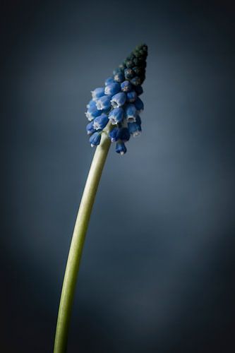 Einzelne blaue Traube