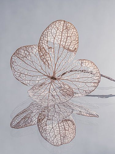 Een hortensiablaadje op een spiegelend oppervlak