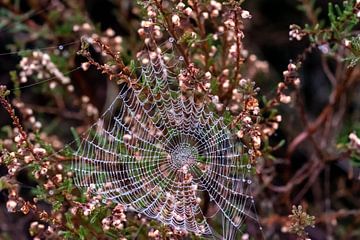 Een spinnenweb in de dauw. van Els Oomis