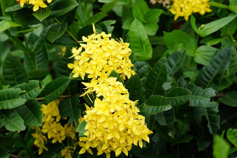 gele tuin plant von Bart Cornelis de Groot