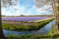 Hyacinths bulb field by Mieneke Andeweg-van Rijn thumbnail