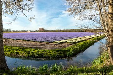 Hyacinten bollenveld van Mieneke Andeweg-van Rijn