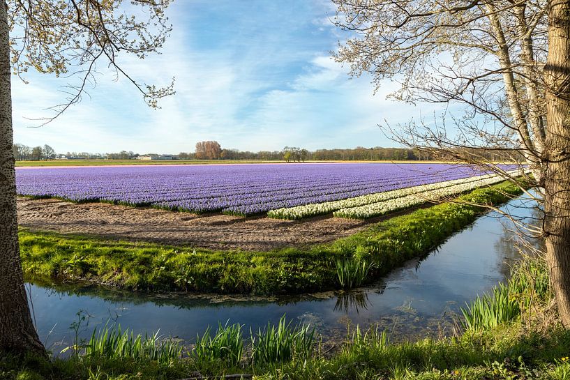 Hyacinths bulb field by Mieneke Andeweg-van Rijn
