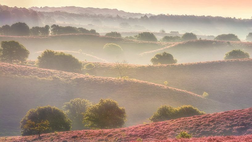 Collines de bruyère par Bram de Jong
