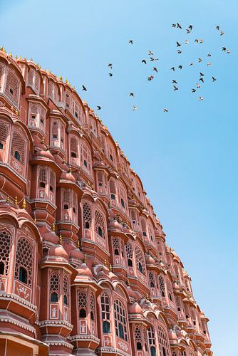 Pigeons en vol au Hawa Mahal à Jaipur en Inde. sur Niels Rurenga