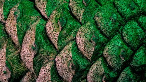 Pine cone from the forest