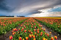 Tulpenveld bij zonsondergang in Groningen van Evert Jan Luchies thumbnail