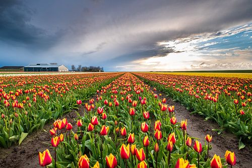 Tulpenveld bij zonsondergang in Groningen