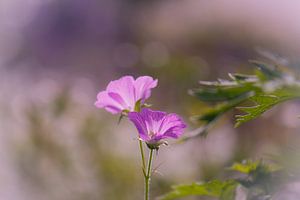 geranium van Tania Perneel