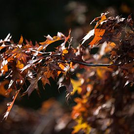 herfst bladeren von Emma van Veldhuisen
