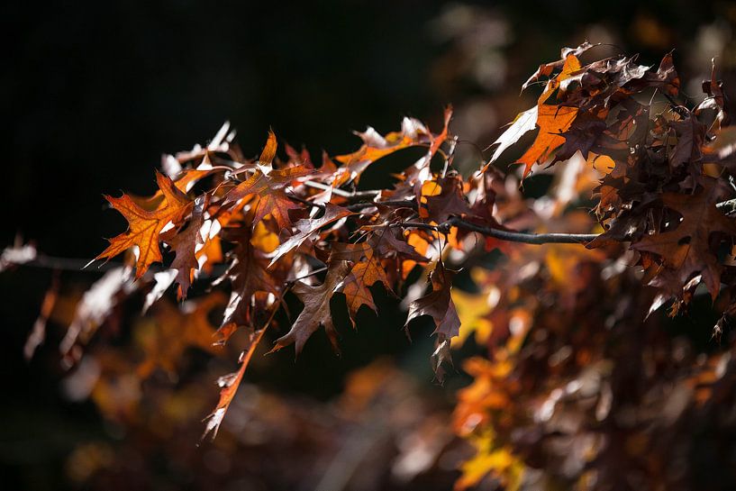 herfst bladeren by Emma van Veldhuisen