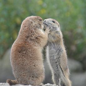 pas op hoor! by Hans Swarttouw