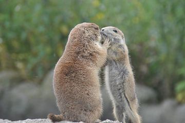 pas op hoor! by Hans Swarttouw