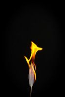 Fire and Flame #3
