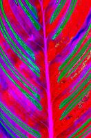 Calathea Farbe