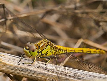 De steenrode heidelibel(vrouwtje), een insectenhelicopter