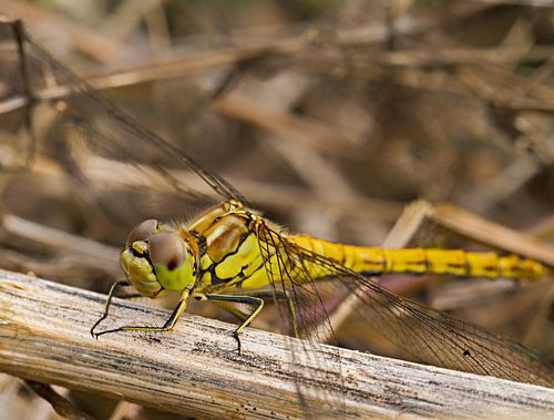De steenrode heidelibel(vrouwtje), een insectenhelicopter