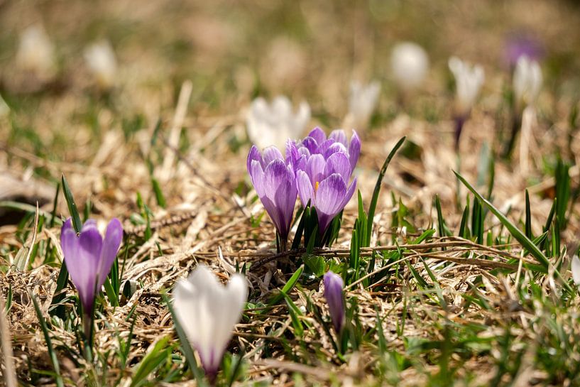 Frühlingsliebe im Allgäu: Krokusse von Leo Schindzielorz