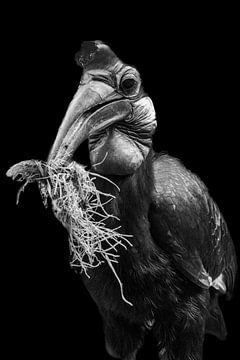 Schwarzer Hornvogel | Schwarz-Weiß | Porträt | Tierfotografie von Monique Tekstra-van Lochem