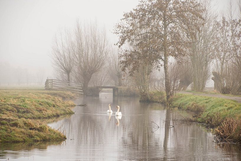 Swans in the morning mist by Jolanda van Haeften