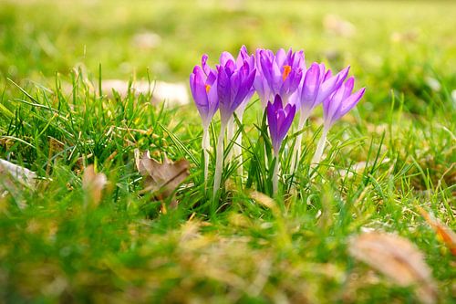 Krokussen in een weiland verlicht door zonlicht.