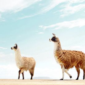 Alpaca-oase van Gal Design