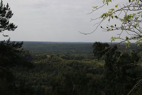 La mer d'arbres sans fin