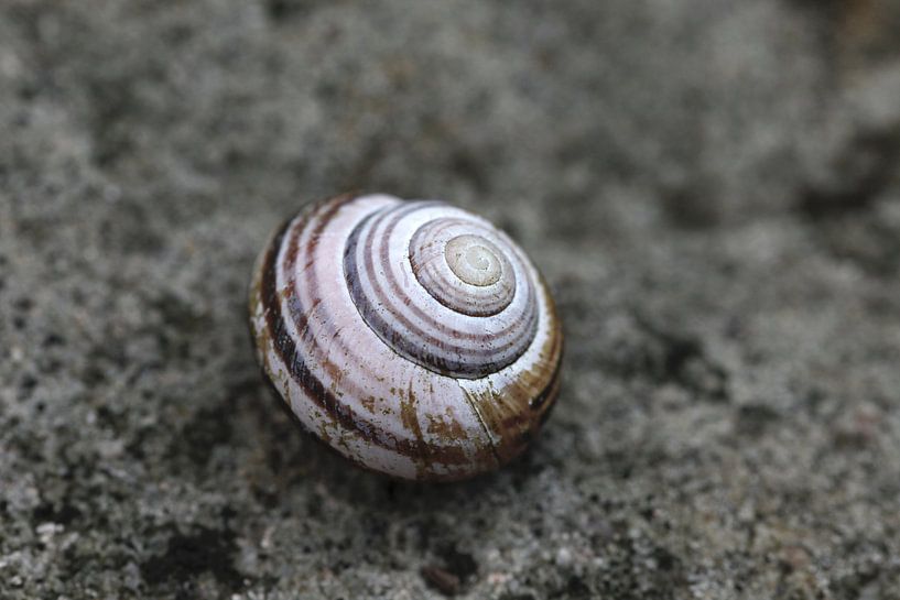 Belle coquille d'escargot par Thomas Jäger