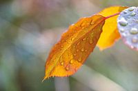 Dewdrops on leaf